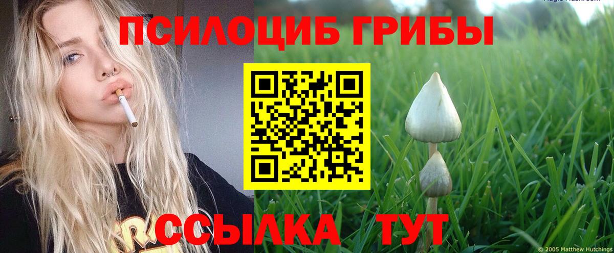 Галлюциногенные грибы Psilocybe  Черкесск 